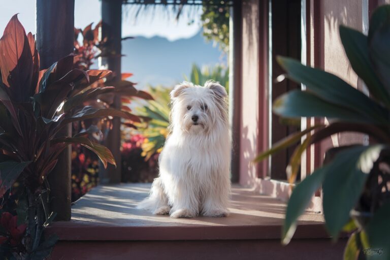 קוטון דה טולייר והמקור שלו: ההיסטוריה המדגסקרית של הגזע