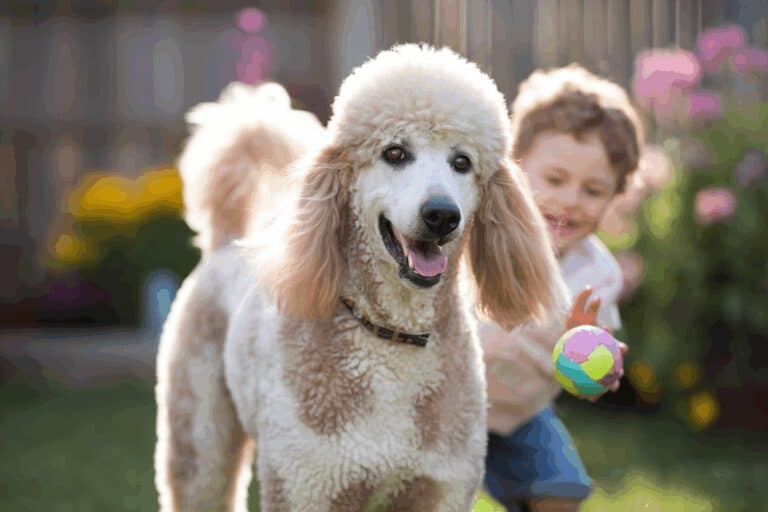 המדריך המלא לגידול פודל ענק: כל מה שצריך לדעת